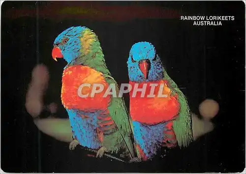 Cartes postales moderne Australia Rainbow Lorikeets