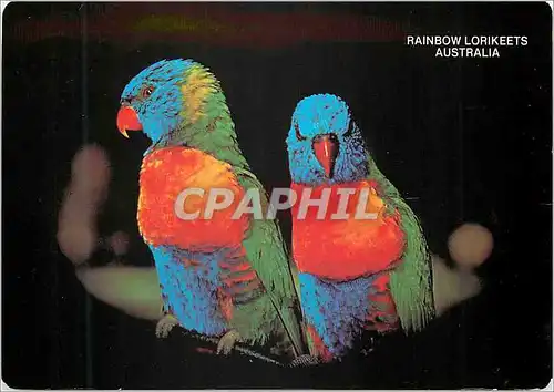 Moderne Karte Australia Rainbow Lorikeets