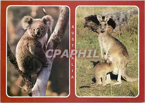 Moderne Karte Australia Two favourite Australians Koala Kangaroo