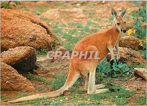 Cartes postales moderne Australia Australian Kangaroo
