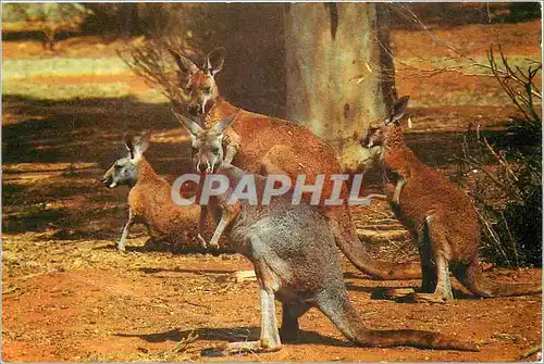 Moderne Karte Australia Kangaroo