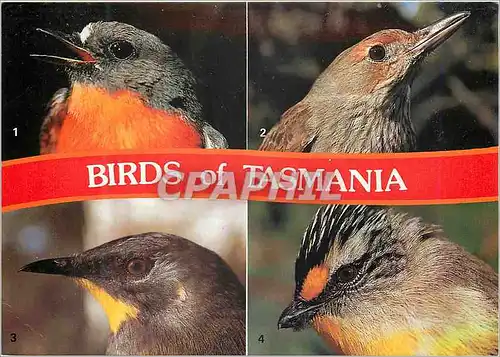 Moderne Karte Australia Birds of Tasmania