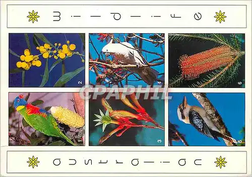 Cartes postales moderne Australia Native australian flowers & Birds