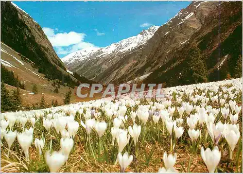 Cartes postales moderne Krokuswiese im piztal