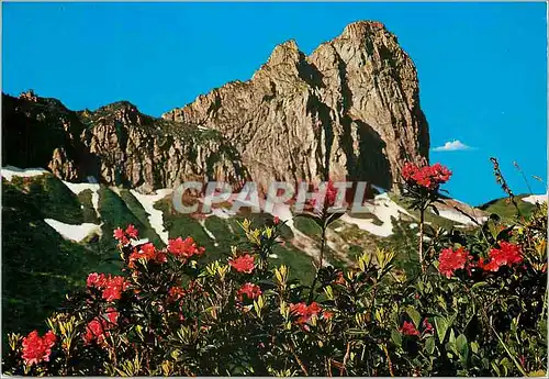 Cartes postales moderne Osterreich alpenrosen