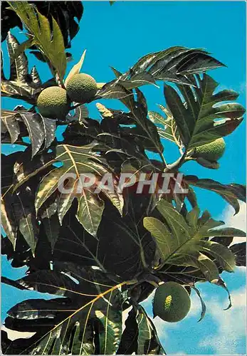 Cartes postales moderne Saint Barthelemy Fruits a pain