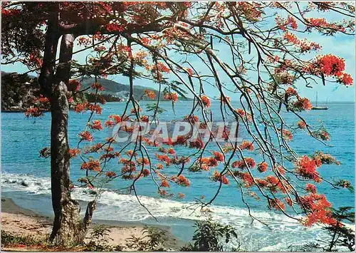 Cartes postales moderne Saint Barthelemy Rideau de flamboyants