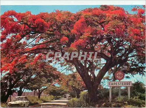 Cartes postales moderne Saint Barthelemy flamboyants Capesterre