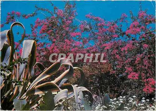 Cartes postales moderne Saint Barthelemy Bougainvilliers et epee