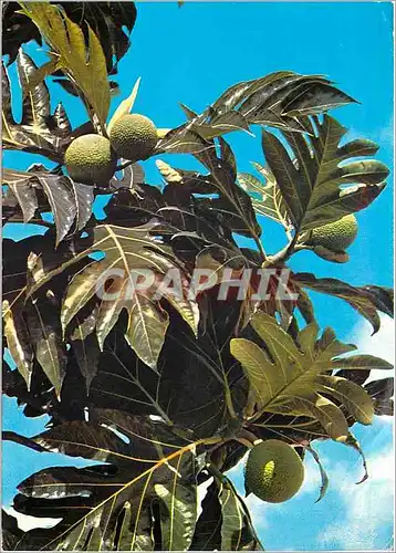 Cartes postales moderne Saint Barthelemy Fruits a pain