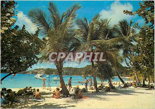 Cartes postales moderne Saint Barthelemy Sous les cocotiers