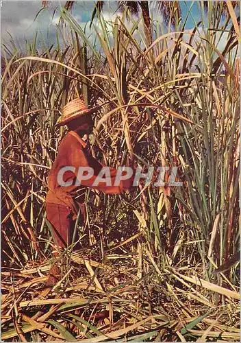 Cartes postales moderne Saint Barthelemy Coupe de la canne a sucre