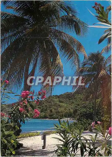 Cartes postales moderne Saint Barthelemy Cocotier et Fleurs sur plage