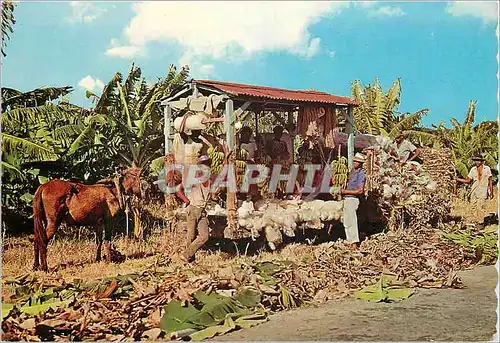 Cartes postales moderne Saint Lucia Cul de Sac