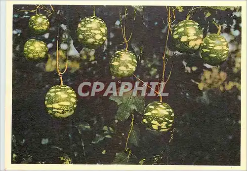 Cartes postales moderne Senegal Adenopas breviflorus