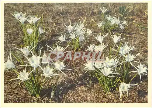 Cartes postales moderne Senegal Pancralium trianthum