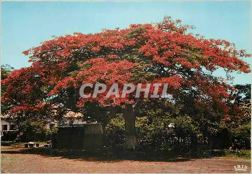 Cartes postales moderne Senegal Flamboyant