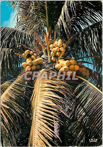 Cartes postales moderne Senegal Noix de coco