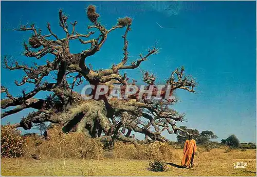 Cartes postales moderne Senegal Baobab