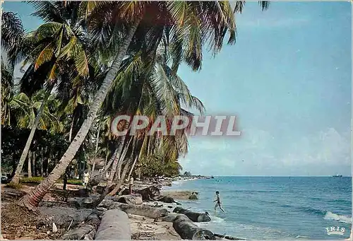 Cartes postales moderne Senegal Plage de cocotiers