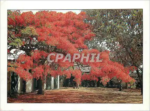 Cartes postales moderne Senegal