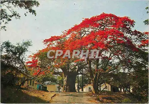 Cartes postales moderne Senegal Dakar Flamboyants au milieu de la route