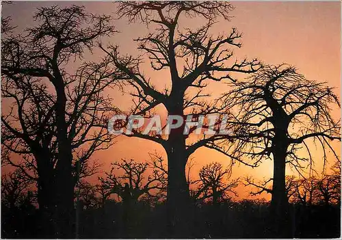 Cartes postales moderne Senegal La foret de baobabs