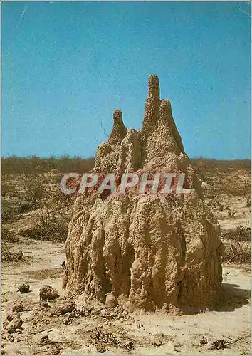 Cartes postales moderne Senegal Termitiere