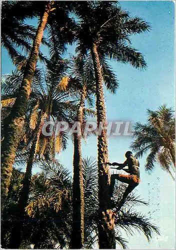 Cartes postales moderne Senegal Cap Skiring Scene de vie