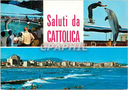 Cartes postales moderne Cattolica Dolphins Scaquarium Dauphins