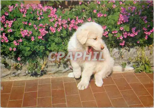 Cartes postales moderne Chien Chiot