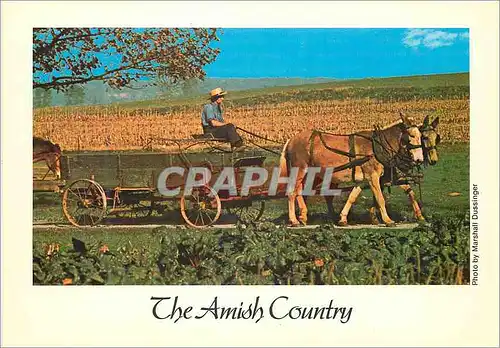 Cartes postales moderne The amish country an amish farmer drives a farm wagon to the fields in order to bring in his har