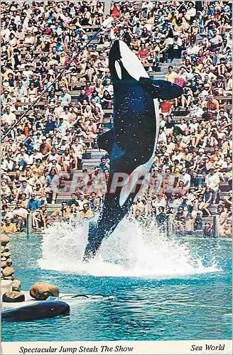 Moderne Karte Shamu Sea World's famous killer whale