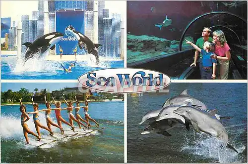 Cartes postales moderne San Diego California Orlando Florida Seaworld Dauphin