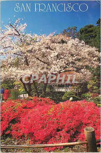 Cartes postales moderne San Francisco Japanese Tea Garden