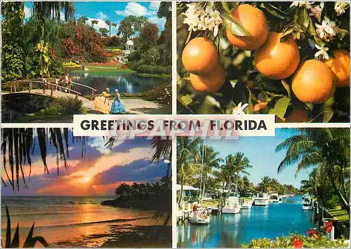 Cartes postales moderne Greeting from Florida