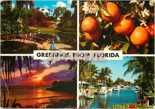 Cartes postales moderne Greeting from Florida