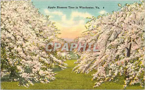 Ansichtskarte AK Apple Blossom Time in Winchester