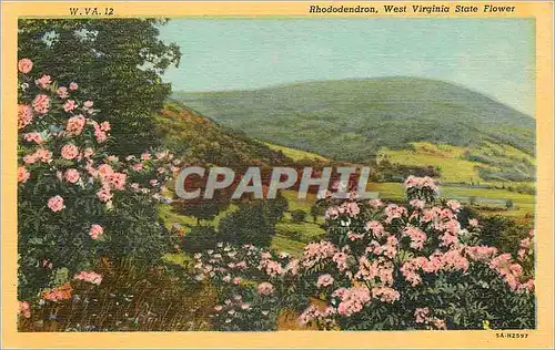Cartes postales Rhododendron West Virginia State Flower