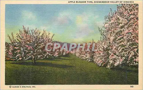 Ansichtskarte AK Shenandoah Valley of Virginia Apple Blossom