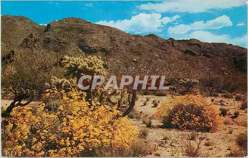 Cartes postales Arizona The beautiful desert of Arizona