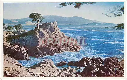 Ansichtskarte AK This rocky promontory with gnarled Monterey Cypress tree is a popular view point on the 17-Mile