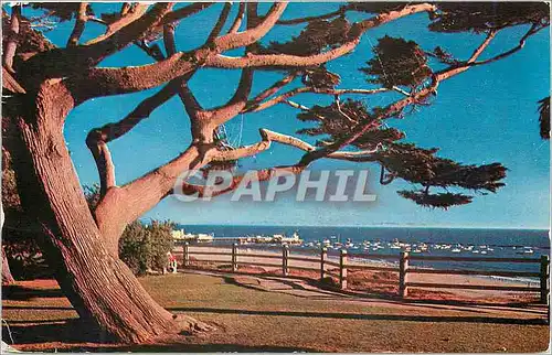 Cartes postales moderne Palisades Park Santa Monica California