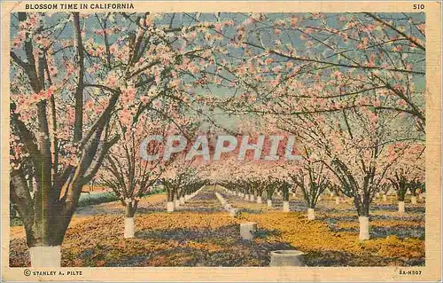 Cartes postales Blossom Time in California