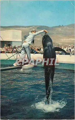 Moderne Karte Marineland of the Pacific Palos Yerdes Southern California Dauphin