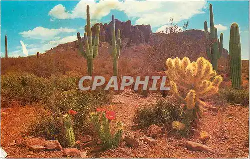 Cartes postales moderne The Colorful Desert