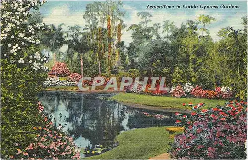 Cartes postales moderne Azalea Time in Florida Cypress Gardens