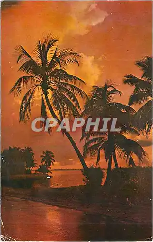 Cartes postales moderne Florida land of tropical beauty