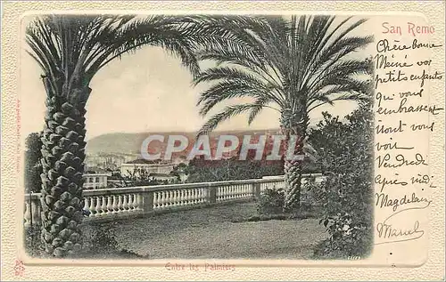Cartes postales San Remo Entre les Palmiers