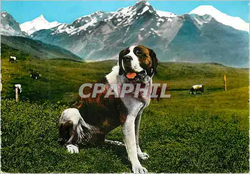 Cartes postales moderne Vallee d'Aosta Exemplaire d'un chien de St Bernard